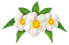 hmancho-logo 2